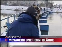 Lebedele, mesagerii unei ierni blande