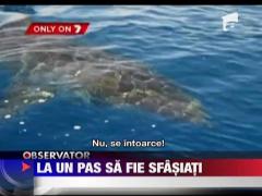 Au filmat atacul rechinului!