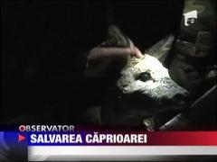 Caprioara salvata din Marea Baltica