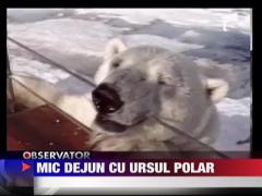 Mic dejun cu ursul polar