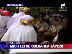 Micii lei de culoarea zapezii