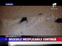 Decesele inexplicabile in masa a pasarilor si pestilor continua