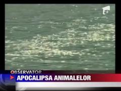 Apocalipsa animalelor