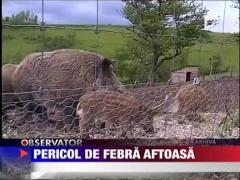 Pericol de febra aftoasa