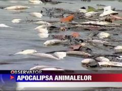 Apocalipsa animalelor