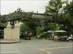 Tigrii albi, copii-vedeta in Thailanda