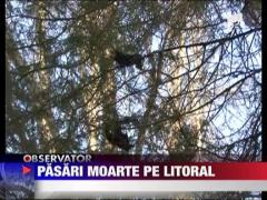 Pasari moarte pe litoral