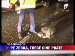 Pe zebra, trece cine poate