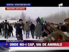 IMAGINI SOCANTE! Cai batuti cu brutalitate