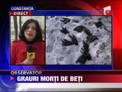 Graurii gasiti morti la Constanta au murit imbatati