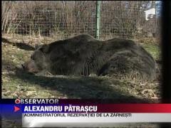 Ursi adoptati on-line