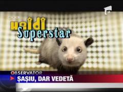 Oposum sasiu, vedeta gradinii zoologice din Leipzig