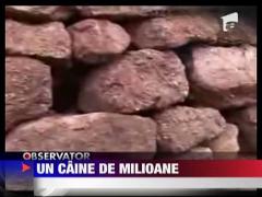 Ellie, un caine de milioane