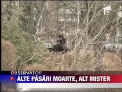 Alte zeci de pasari moarte in Constanta