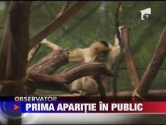 Gradina zoologica din Chicago are un nou locatar