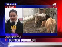 Cruzime fara limite in judetul Gorj