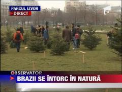 Brazii adusi in Capitala pentru sarbatori se intorc in natura