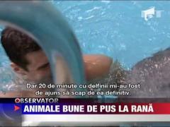 Animale bune de pus pe rana