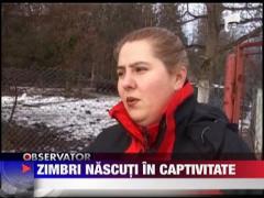 Zimbri nascuti in captivitate