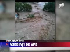 Familie asediata de ape