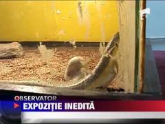 Expozitie inedita
