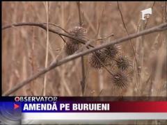 400 de lei hectarul de buruieni