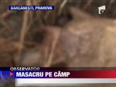 Masacru porcin pe un camp din Prahova