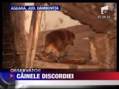 O femeie din Dambovita a fost amendata pentru ca are un caine nazdravan