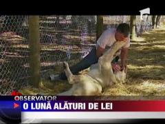 O luna in tarcul unei perechi de lei