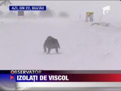 Izolati de viscol