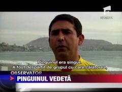Un pinguin ratacit a devenit vedeta in Peru