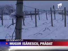 Guvernatorul Bancii Nationale a fost pradat de hoti