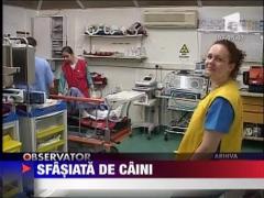 O femeie de 49 de ani a fost sfasiata de caini in Capitala