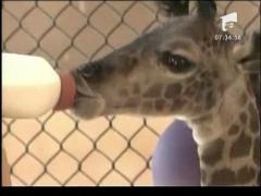 Gadina zoologica din Santa Barbara are o noua vedetea