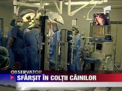 Taniusa Stachievici, femeia muscata de caini, a murit!