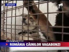 Romania cainilor vagabonzi