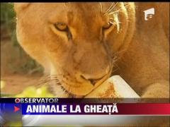 Animale rasfatate cu gheata