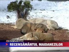 Recensamantul maidanezilor