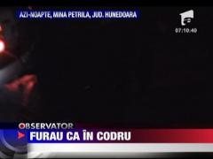 Furturi ca-n codru la mina Petrila