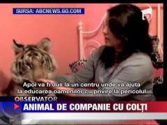 Traieste cu un tigru bengalez in pat
