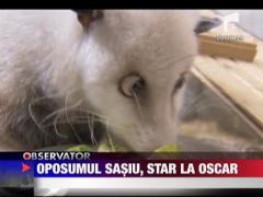 Oposumul sasiu, star de Oscar