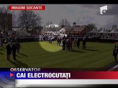 Imagini socante! Cai electrocutati