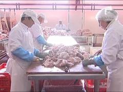 Felicia: Carnea rosie vs. carne alba