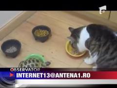 Broasca testoasa "cu muschii umflati"