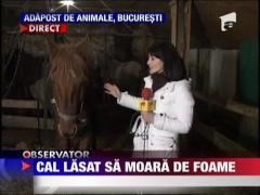 Update! Cal lasat sa moara de foame