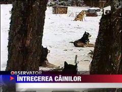 Intrecerea cainilor husky, la Harghita