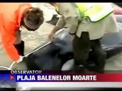 Plaja balenelor moarte