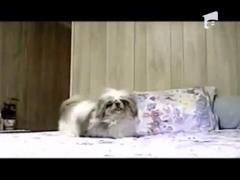 Un catel neastamparat