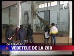Vedetele de la zoo