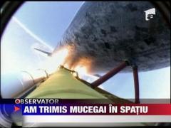 Romania a trimis mucegai in spatiu